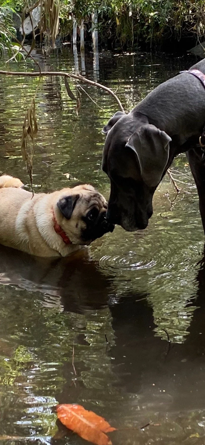 Dogs exploring water on an adventure walk