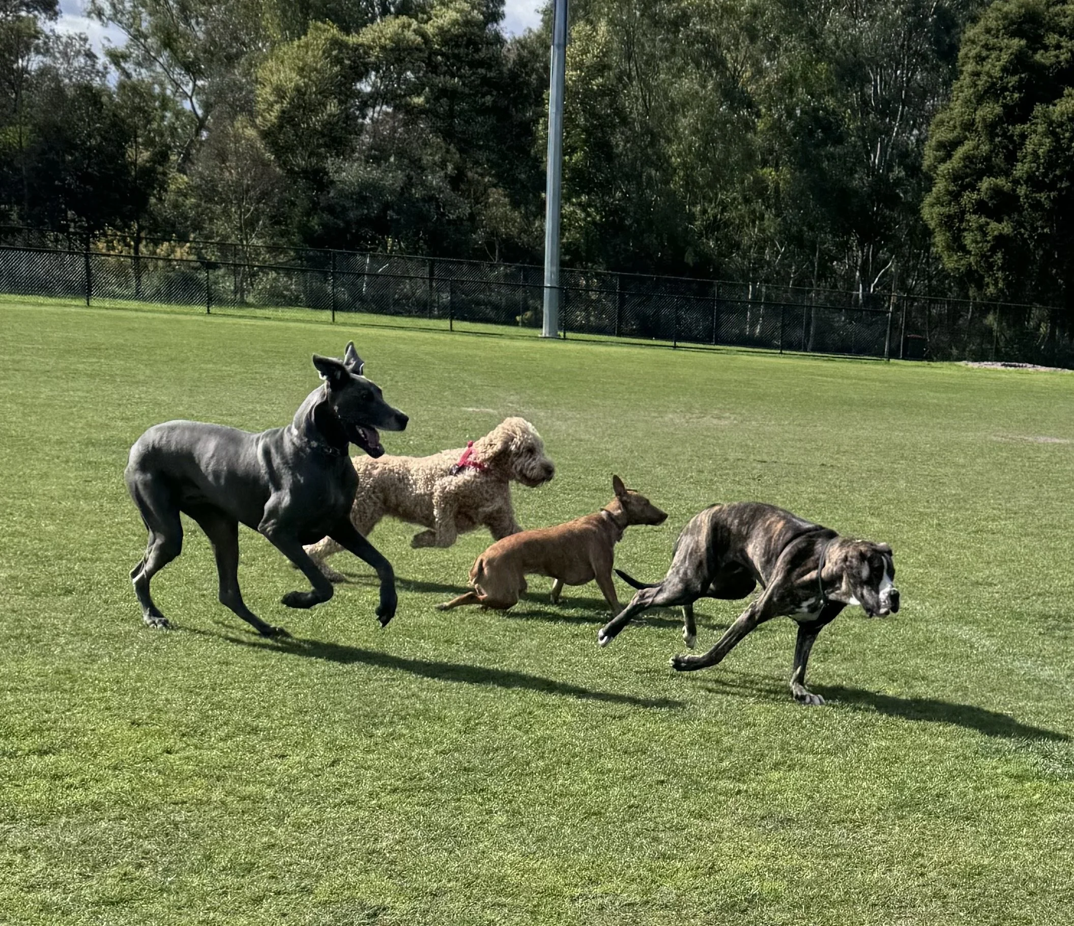 Dogs running together on grass