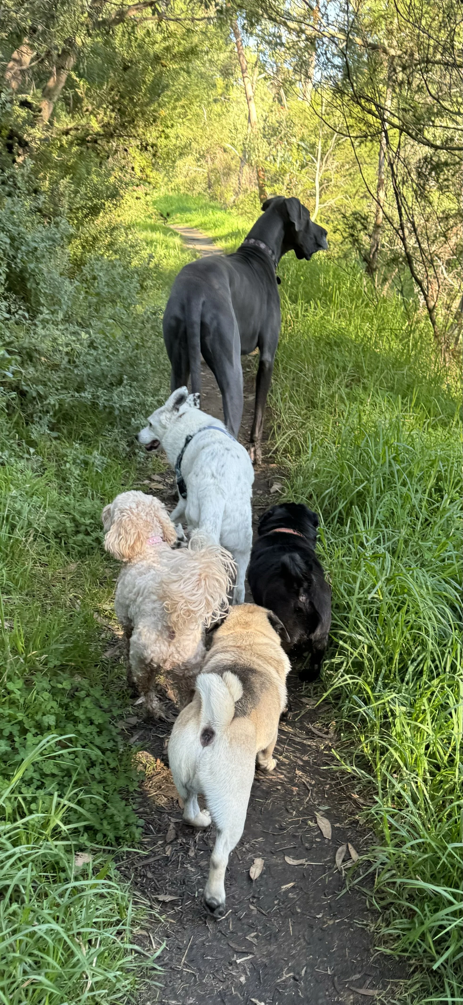 Dogs walking together on a park track