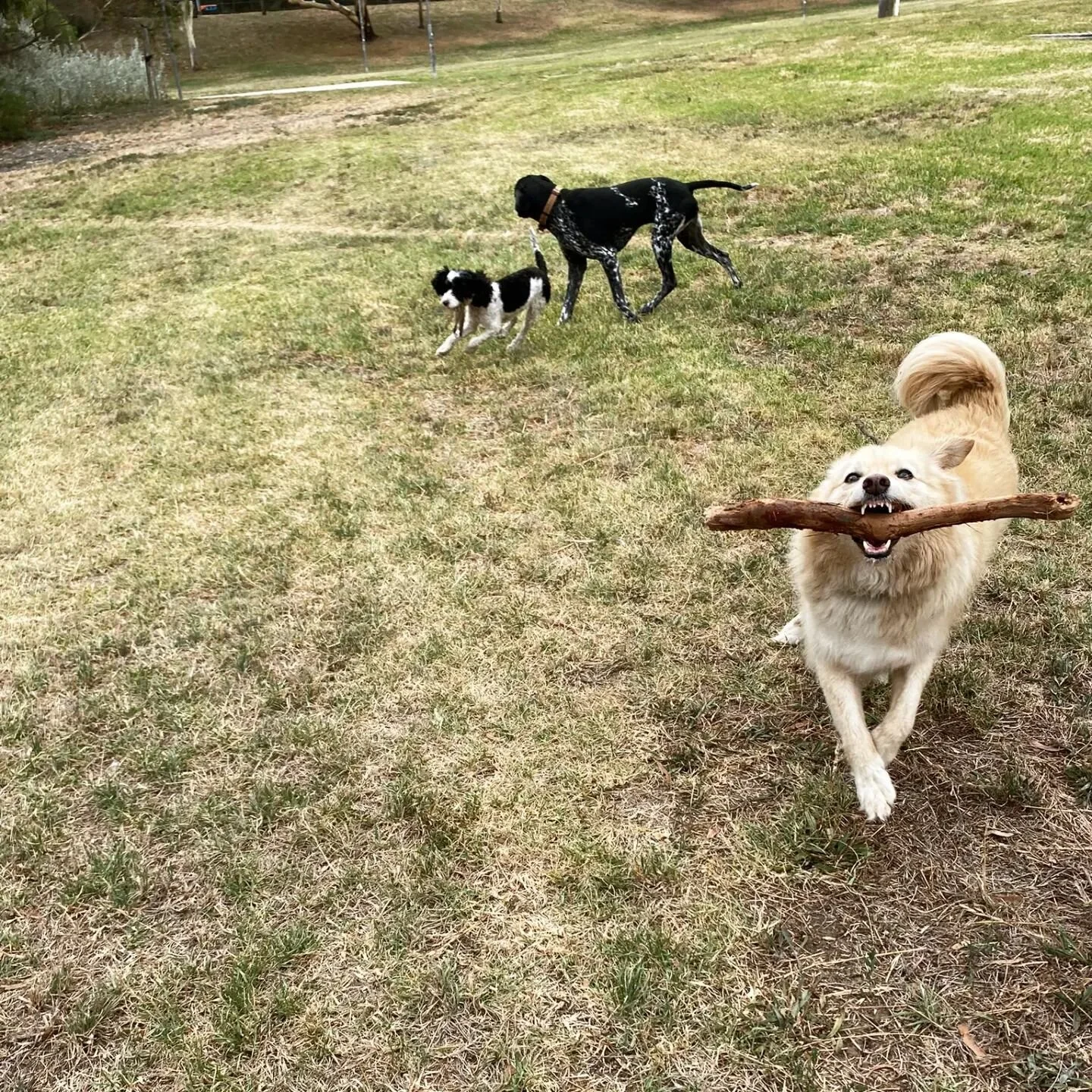 Two dogs playing on grass