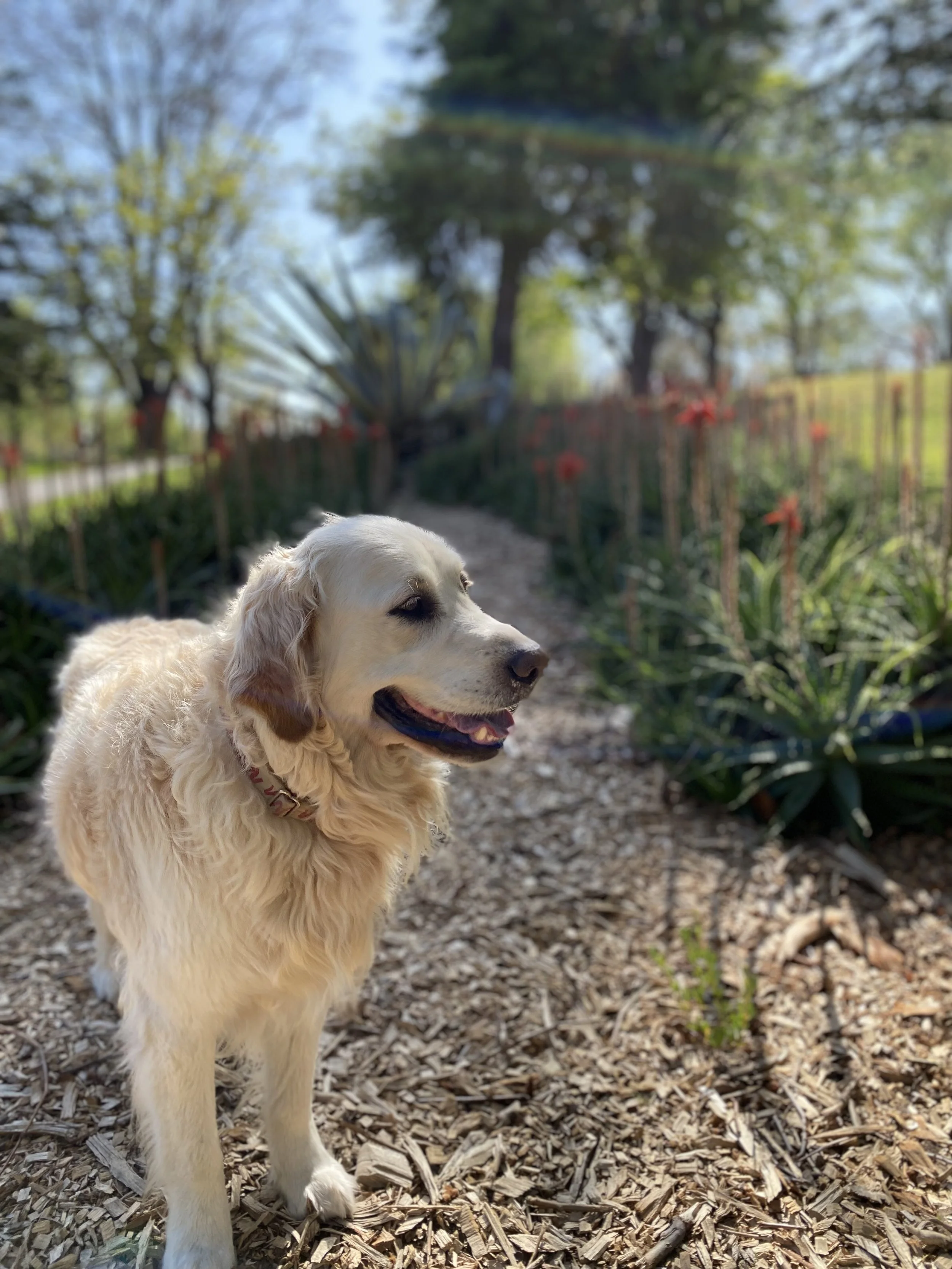 White dog outdoors in a garden